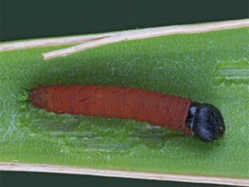 Yucca Giant-Skipper
Caterpillar